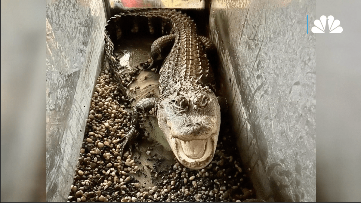 Detroit mom buried her son then found an alligator in his bedroom NBC